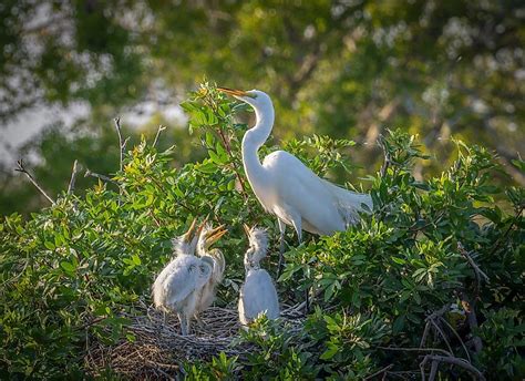 Egret - WorldAtlas