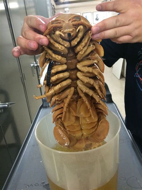 OAT (One Amazing Thing): Bathynomus (Giant Isopod!) | Stay Curious