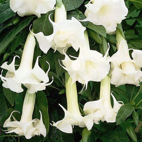 Angels Trumpets 'Fragrant White' plants | Angel trumpet, Flowers, White ...