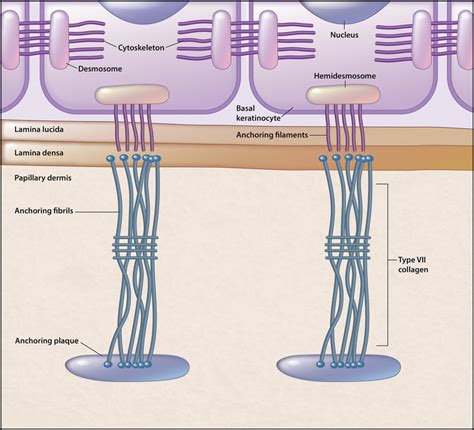 Microstructure of the basement membrane zone of skin. | Download ...