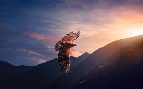 Image result for eagle flying over mountains | Eagle, Animal wallpaper ...