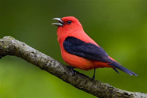 Scarlet Tanager | Scarlet tanager, Bird, Animals