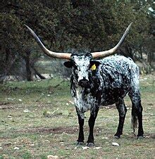 Texas Longhorn - Wikiwand