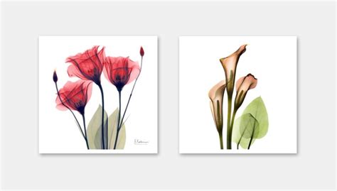 Exquisite Floral X-Ray Art Prints By Albert Koetsier