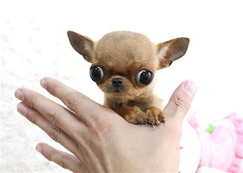 The Truth About The Teacup Chihuahua - Animalso