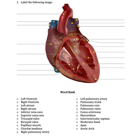 Conus Arteriosus