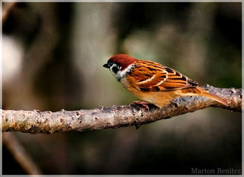 Maya Bird | Animals, Rare animals, Filipino martial arts