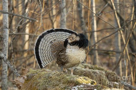 Ruffed Grouse Drumming Photograph by Linda Freshwaters Arndt