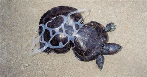 Heartbreaking Photos Show What Your Trash Does To Animals | HuffPost UK ...