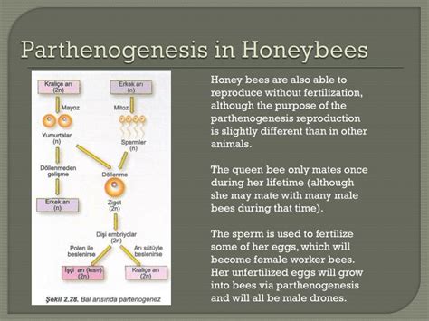 PPT - PARTHENOGENESIS parthenos "virgin " and genesis " creation ...