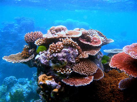 Importance of Coral Reefs – A Student’s Guide to Tropical Marine Biology