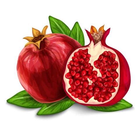 Pomegranate isolated poster or emblem 460629 Vector Art at Vecteezy