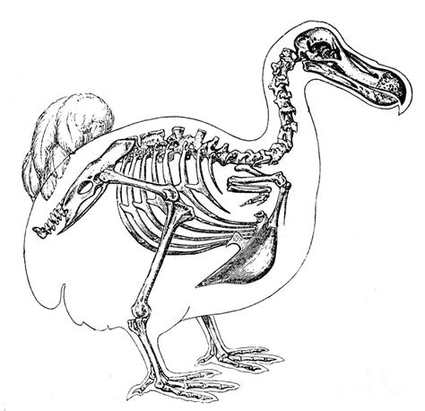 Skeleton And Outline Of Dodo Bird Photograph by Science Source