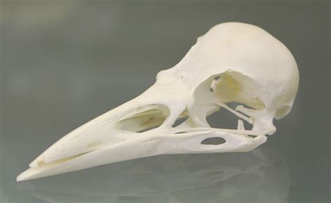 Skull of a Rook (Corvus frugilegus) | Rook, Bird, Skull