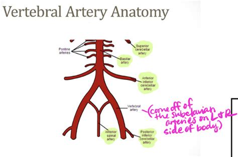 Vertebrobasilar Stroke Syndromes Flashcards | Quizlet