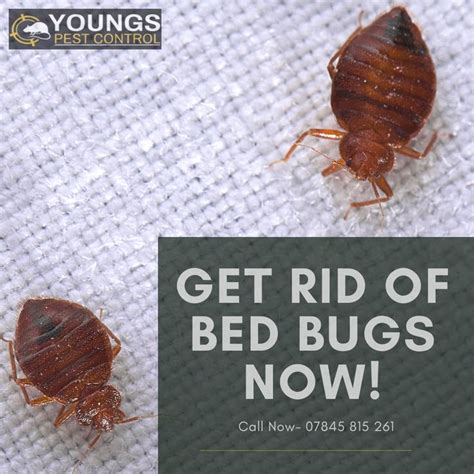 Bed Bug Removal Services