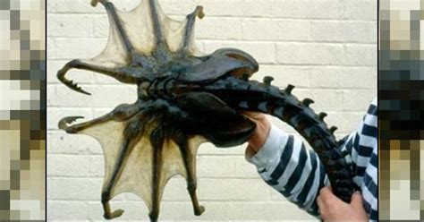 The 10 Strangest Creatures Found In Antarctica | Giant sea spider, Sea ...