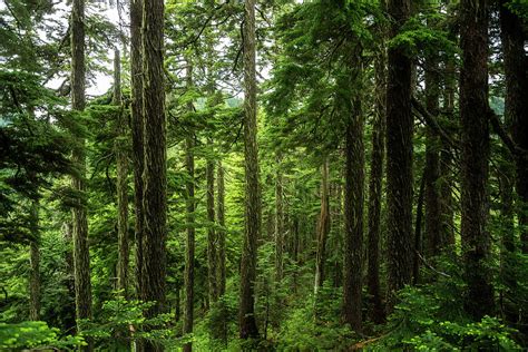 Pacific Northwest Forest Photograph by Pelo Blanco Photo - Fine Art America