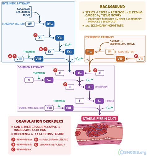 Clotting Factor Activation Turns Clotting Factors Into Enzymes