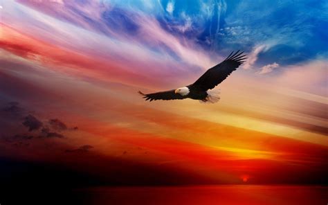 Sunset Eagle Wallpapers - Top Free Sunset Eagle Backgrounds ...