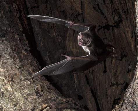 Vampire Bats Social Distance When They Get Sick, Slowing Disease Spread