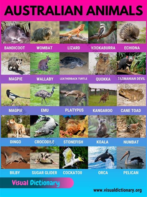 Australian Animals: List of 30 Famous Animals in Australia - Visual ...