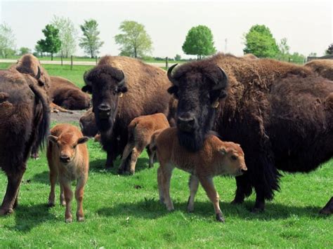 images of buffalo herds | Herd Of Buffalo | Buffalo | Pinterest ...