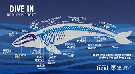 Dive In: The Blue Whale Project - projectDAL