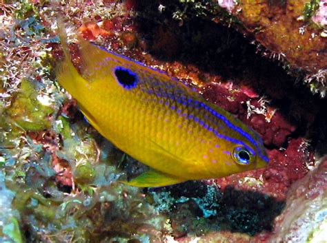 Longfin Damselfish - Stegastes diencaeus - Grand Cayman - Photo 2 ...