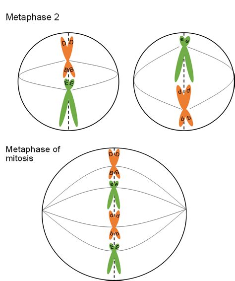 Metaphase Of Mitosis