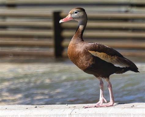 James Gordon Patterson Photography: Visit to the Wildlife World Zoo ...