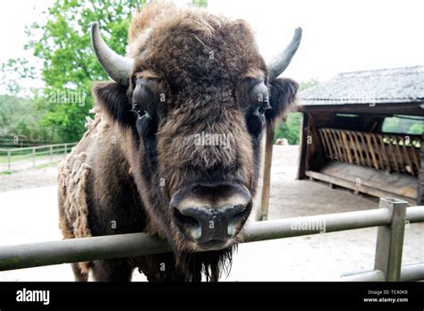 Bull bison closeup. Furry brown animal habits in summer outdoor on ...