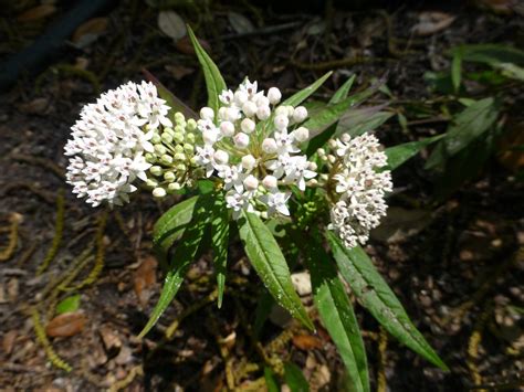 Swamp Milkweed (Asclepias perennis) - Sharons Florida