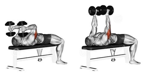 Lying dumbbell tricep extensions. Good for chest and tris Chest Muscles ...