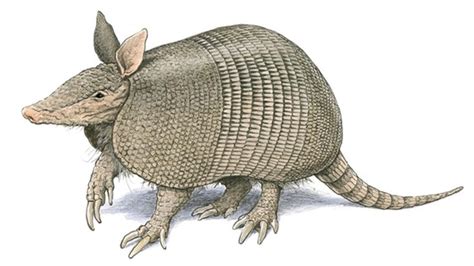 The Nine-Banded Armadillo | Armadillo art, Armadillo, Animal sketches