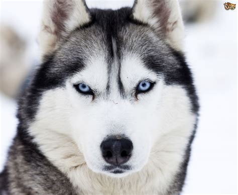 Category:Husky | Dogs and Puppies Wiki | Fandom powered by Wikia