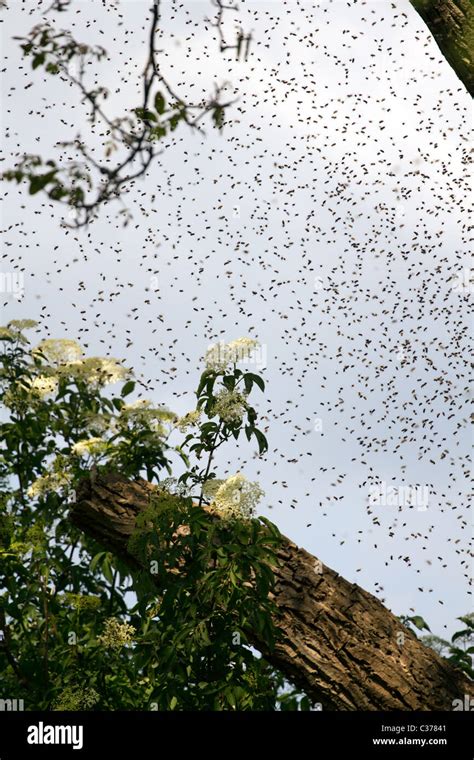 Swarm Of Flies Stock Photos & Swarm Of Flies Stock Images - Alamy