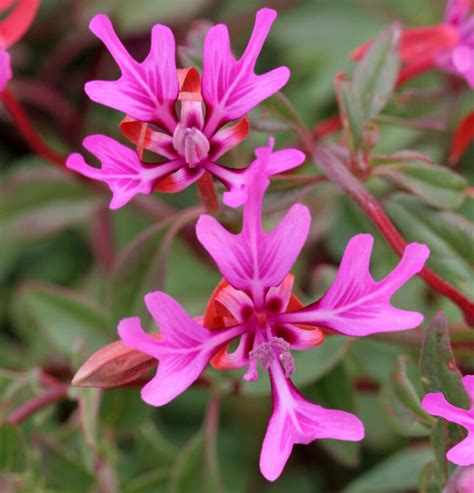 Did You Know Lewis & Clark Discovered the Clarkia Flower?