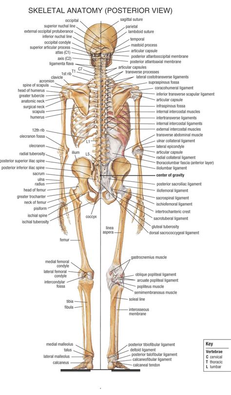 Home - Anatomy & Physiology for Medical Assistants - LibGuides at COM ...