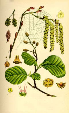 Black Alder (European alder) facts and health benefits