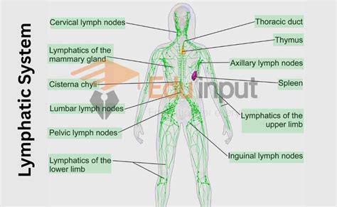 Lymphatic System-Components And Functions