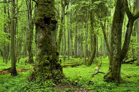 13 of the World’s Most Amazing Ancient Forests | Travel Insider