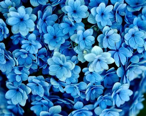 cynthia-selahblue (cynti19) Wallpaper: blue flowers | Blue flower ...