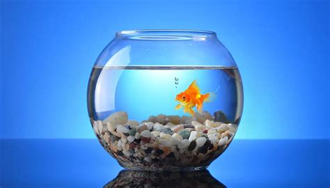 Is it Safe to Use Distilled Water for Fish Tanks? - Aquapap