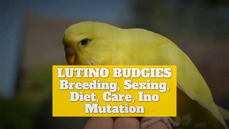 LUTINO BUDGIES [Breeding, Sexing, Diet, Care, Ino Mutation]