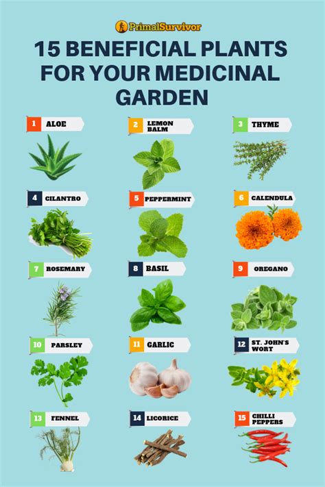 54 Square Foot Medicinal Garden Plan in 2020 | Medicinal herbs garden ...