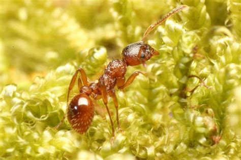 Myrmica rubra - Quality Ants