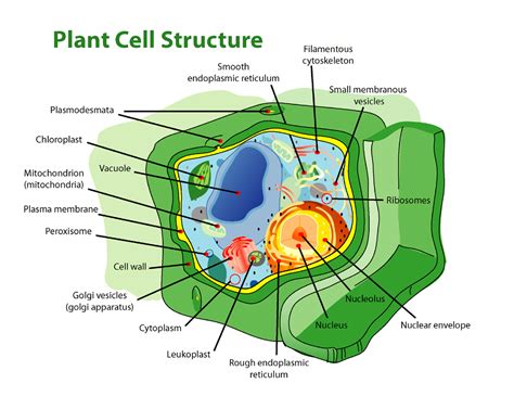 Human Cell Diagram Structure - Viewing Gallery