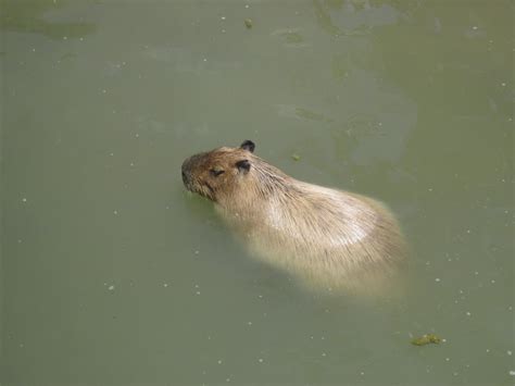 Capybara swimming in a pool at the San Diego Zoo [oc] : capybara