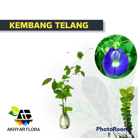 Kembang Teleng Tanaman Herbal Bunga Telang | Lazada Indonesia